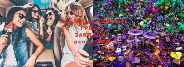 ПСИЛОЦИБИНОВЫЕ ГРИБЫ Белокуриха