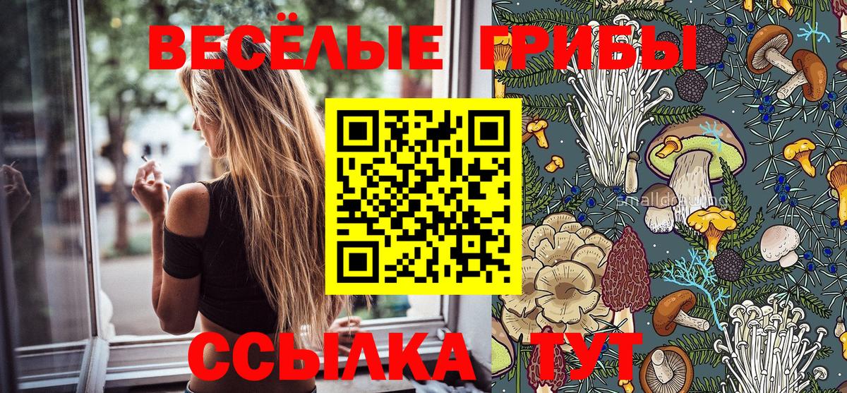 Славгород  Галлюциногенные грибы прущие грибы  Вход с VPN 